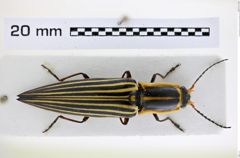 Foto (Dorsalansicht) von Semiotus acutus (Candèze, 1874) (NHMW-ZOO-COL-0008247)